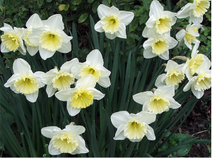 Creamy white daffodils lemon spring flowers