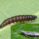 molia-vargata-larva-768x549